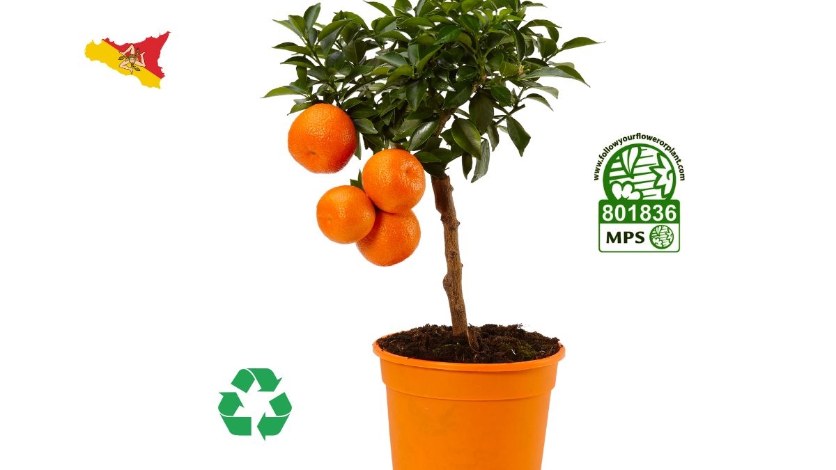 sustainable-citrus-plants